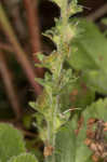 Common gypsyweed